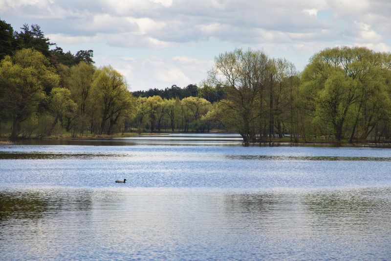 лес, озеро, отражения, утка Весна на озере фото превью