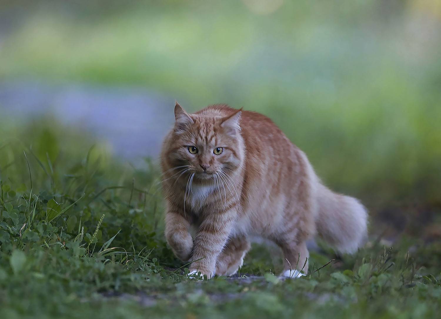 кот, красавец,природа,cat, beautiful, nature, Стукалова Юлия