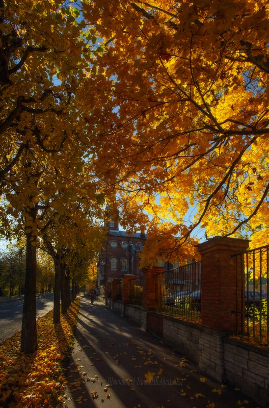 питер, пушкин, царское село, царское,  landscape, tsarskoye selo, autumn,  городской пейзаж, санкт-петербург, кирха Пушкинская кирха  и октябрь фото превью