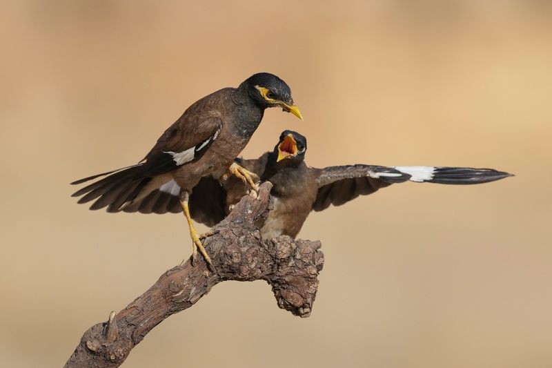 Common mynas фото превью
