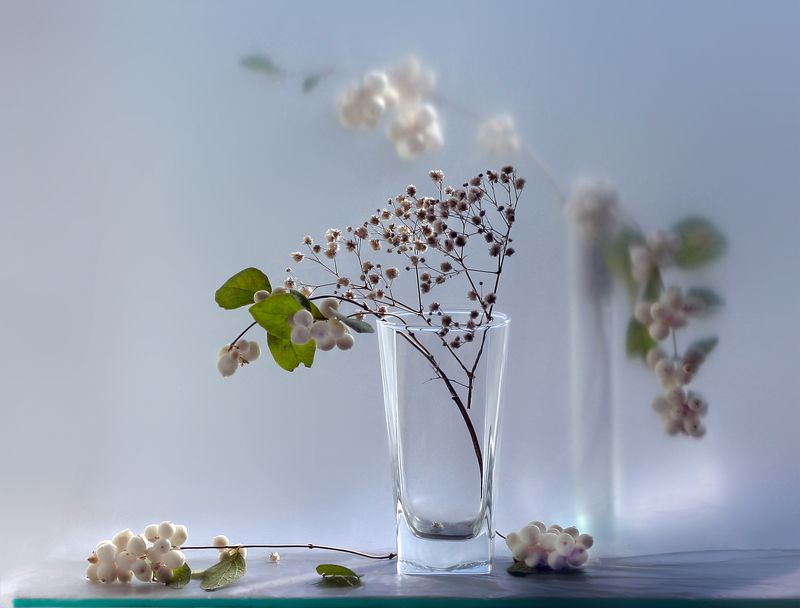 Снежноягодник фото превью