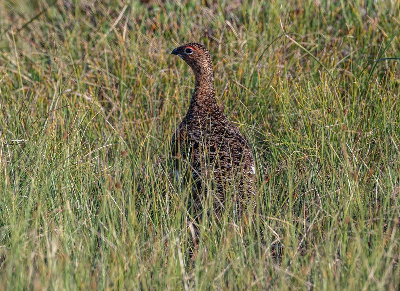 Териберка, птицы, Белая куропатка Игра в прятки фото превью