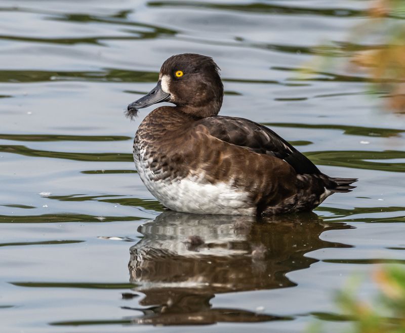 Самец чернети фото превью