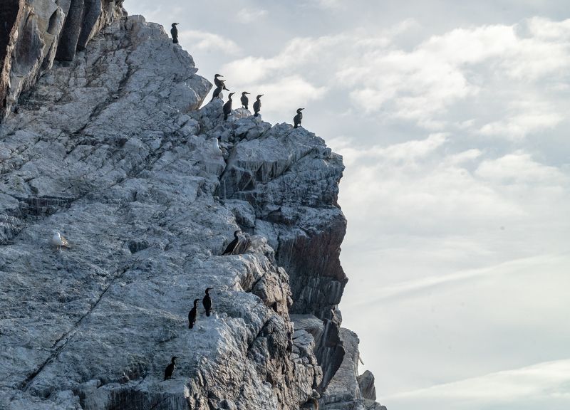 териберка, птицы, большой баклан Бакланий берег фото превью