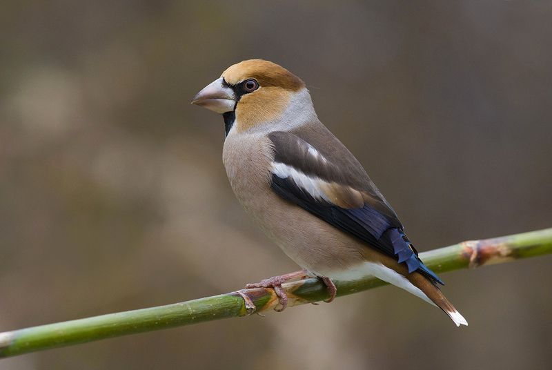 дубонос,самец,осень Октябрьский дубонос фото превью