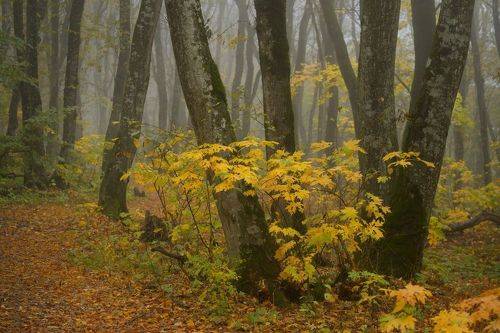 Осеннее утро