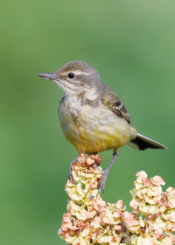 Когда еда сама ползет в рот фото превью