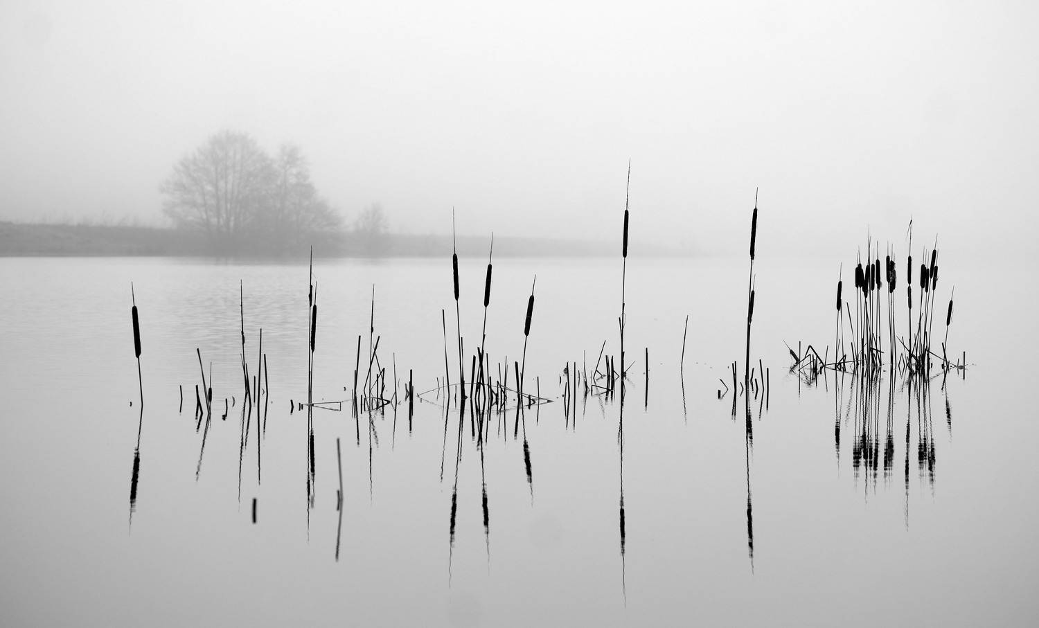 весна туман озеро рогоз, Александр Строков