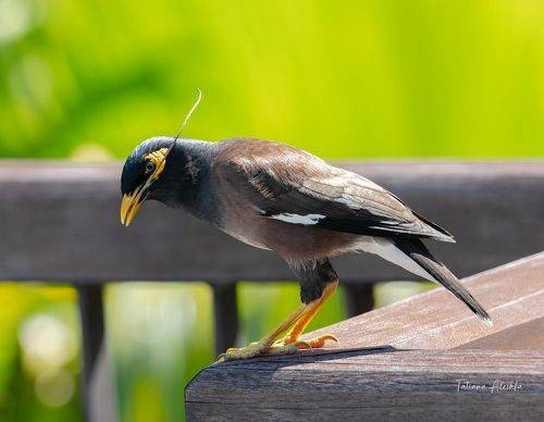 Майна (Common Mynah)