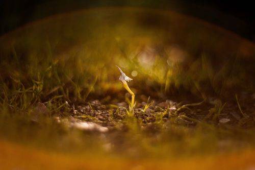 Первый октябрьский крокус.