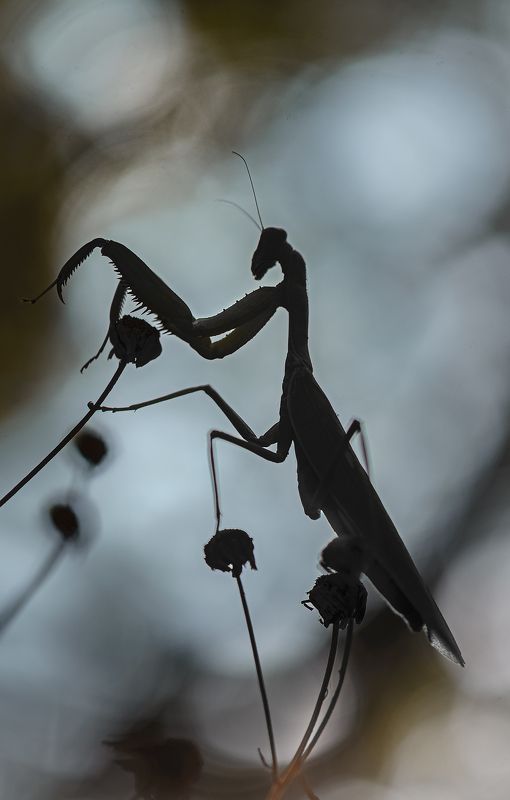 Дирижер фото превью