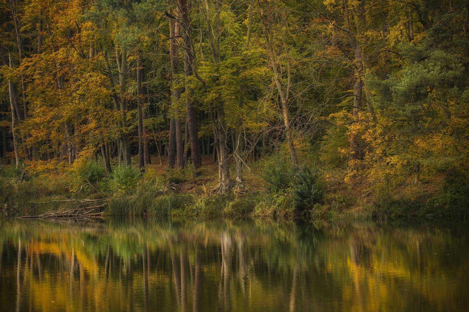 Horizontal, Reflection, Nature, Autumn, Tree, Lake, Forest, Day, Water, Damian Cyfka