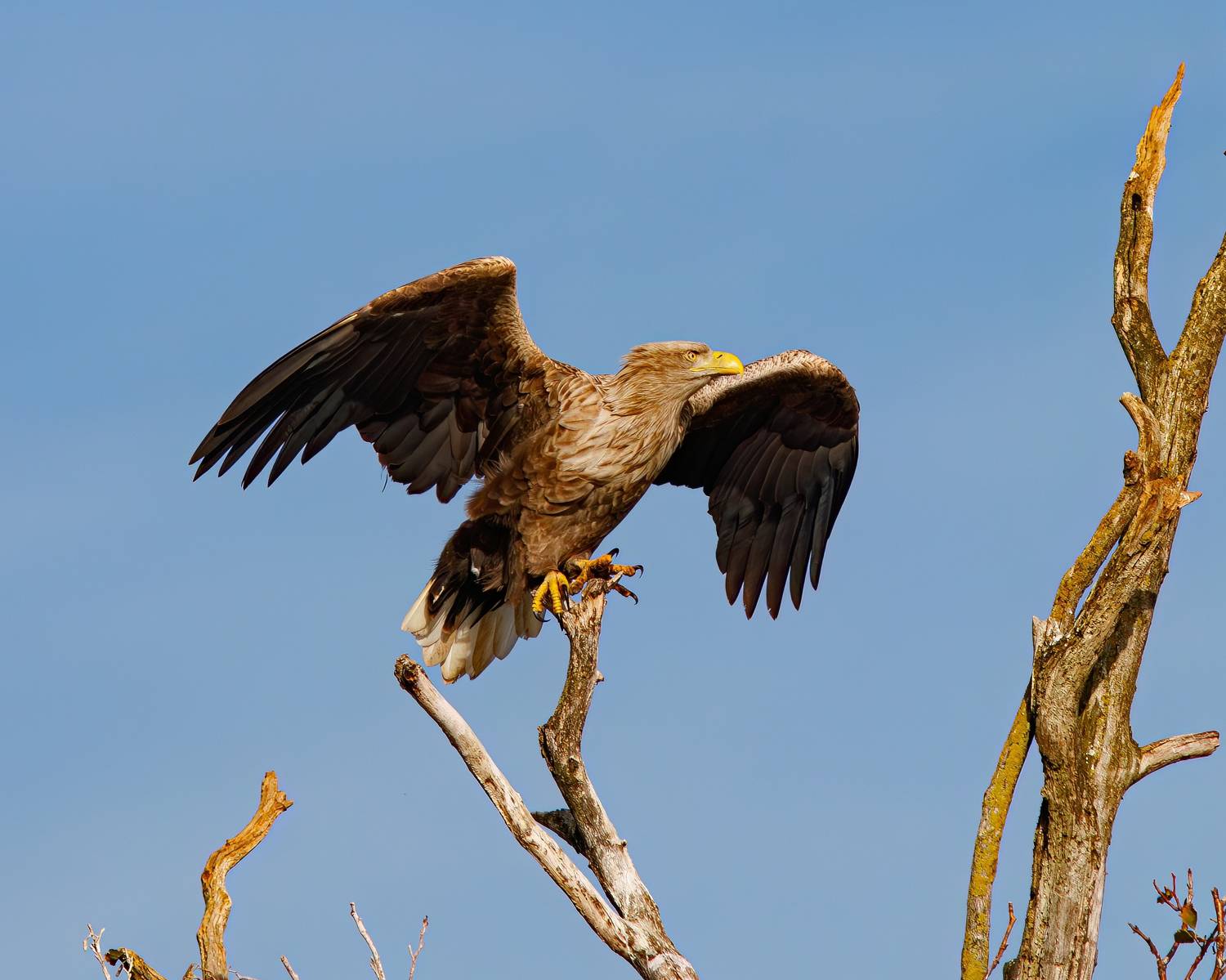 орлан-белохвост, орлан, haliaeetus albicilla, white-tailed eagle, eagle, куршская коса, куршский залив, Бондаренко Георгий
