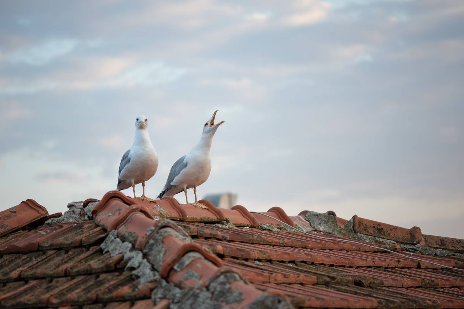 , Рагинская Ольга
