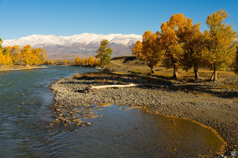 алтай Осенний цвет на берегах Чуи фото превью