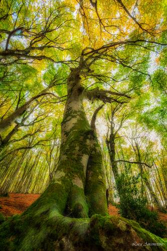 Somewhere in the forest