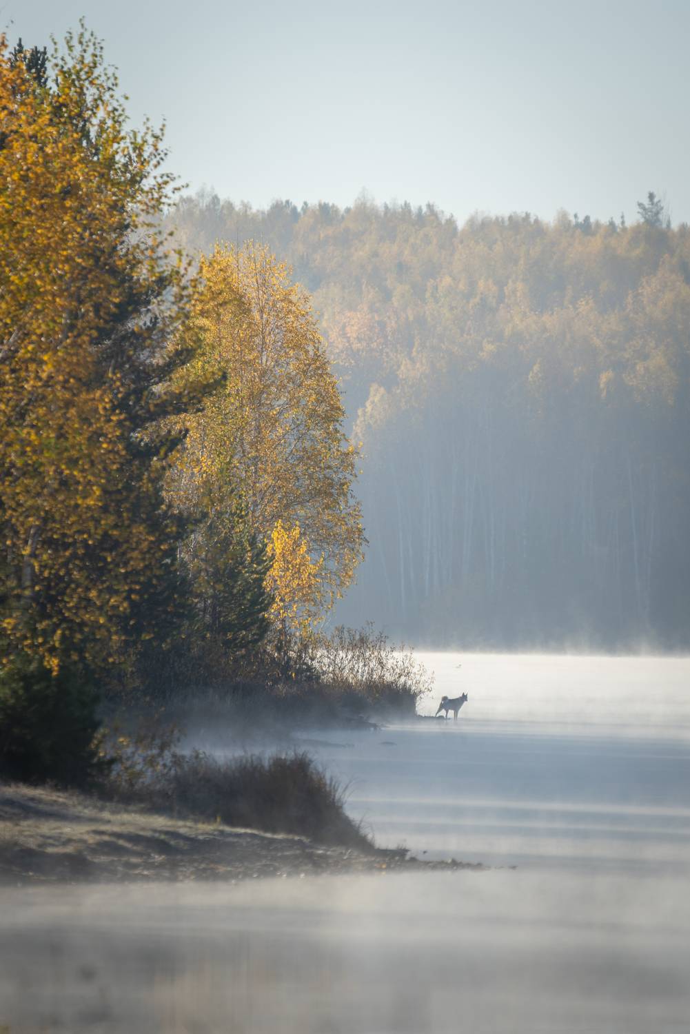 осень, урал, туман, утро, собака, вода, берег, лес,, Жданов Дмитрий