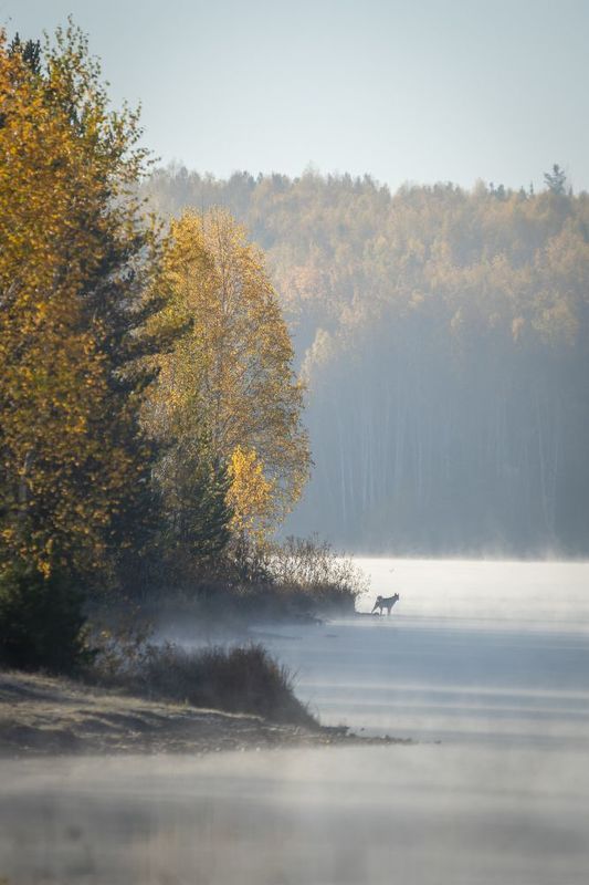 осень, урал, туман, утро, собака, вода, берег, лес, Туманные миражи фото превью