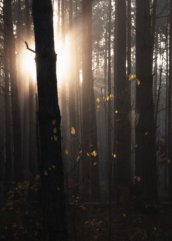 В лесу октябрь фото превью