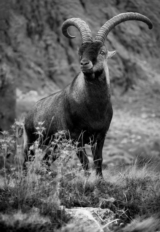 Imperator фото превью