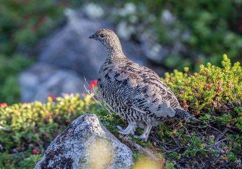 Фотомодель