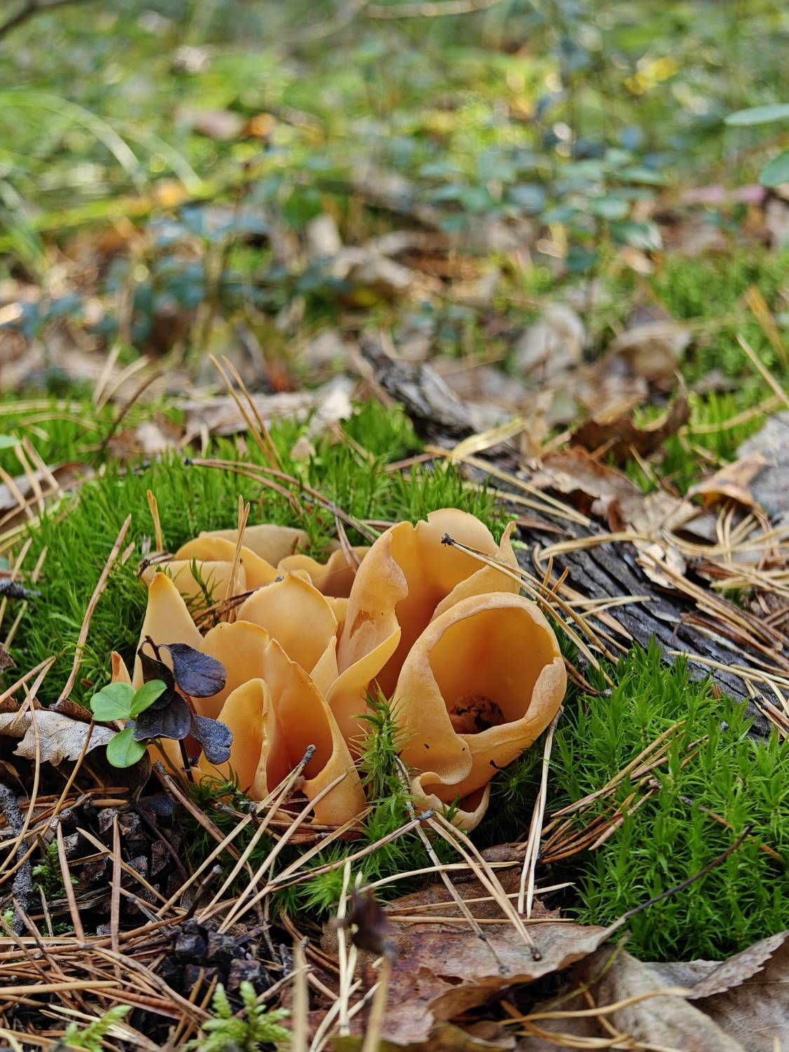 , Кузнецов Дмитрий