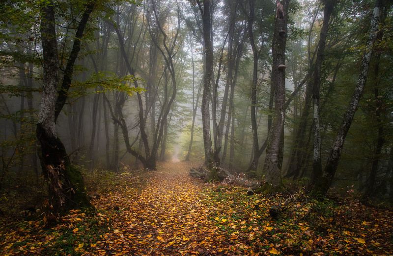 Таинственный лес фото превью