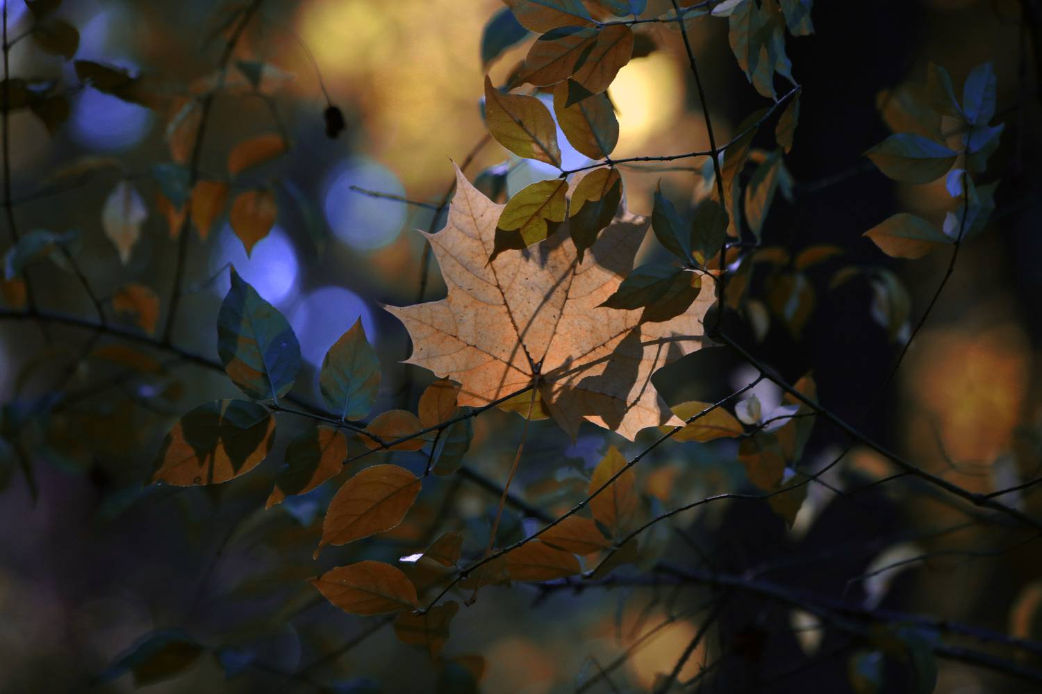 , Стасов Виталий