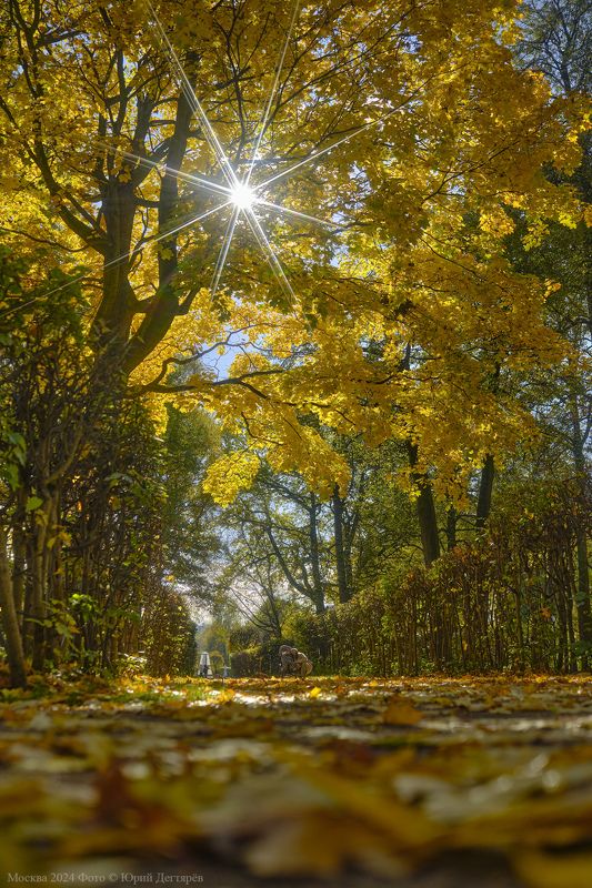 москва, осень, золотая, листопад, кусково Москва. Золотая осень в усадьбе Кусково. фото превью