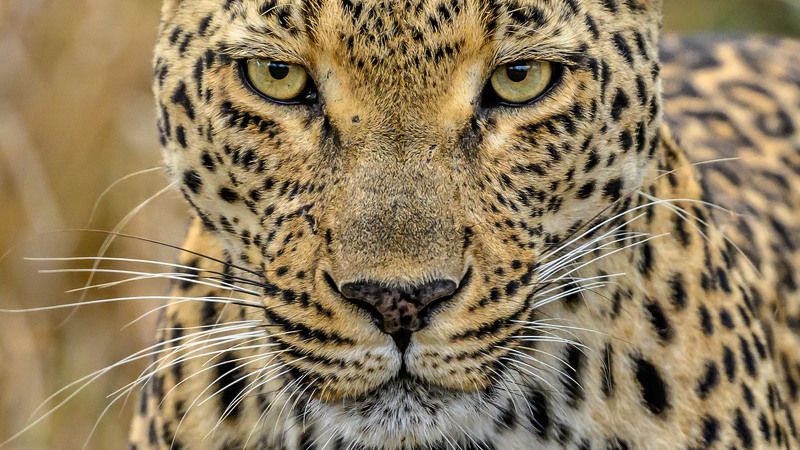 Взгляд фото превью