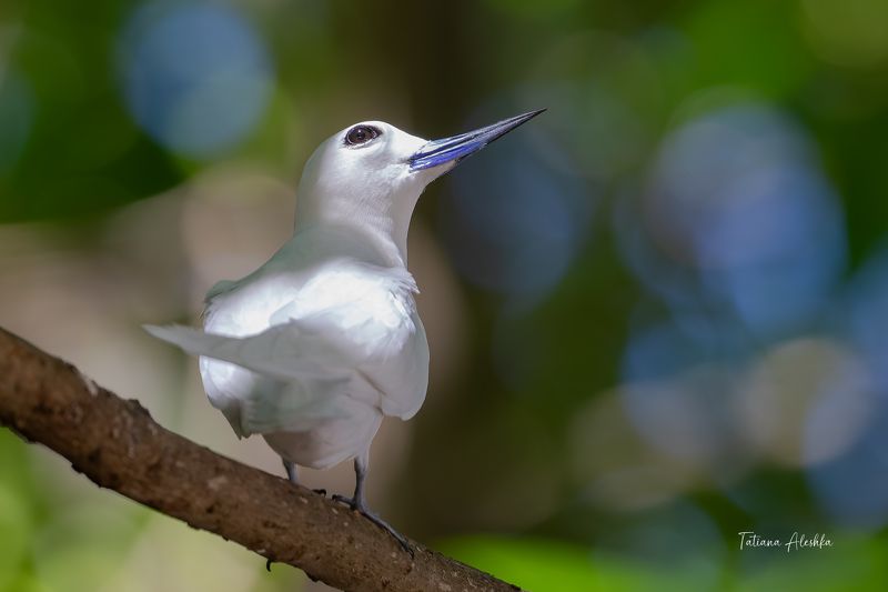 птицы Белая крачка (White tern) фото превью