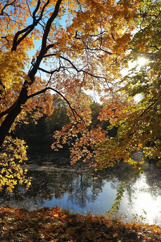 Золотая осень Последние краски золотой осени фото превью