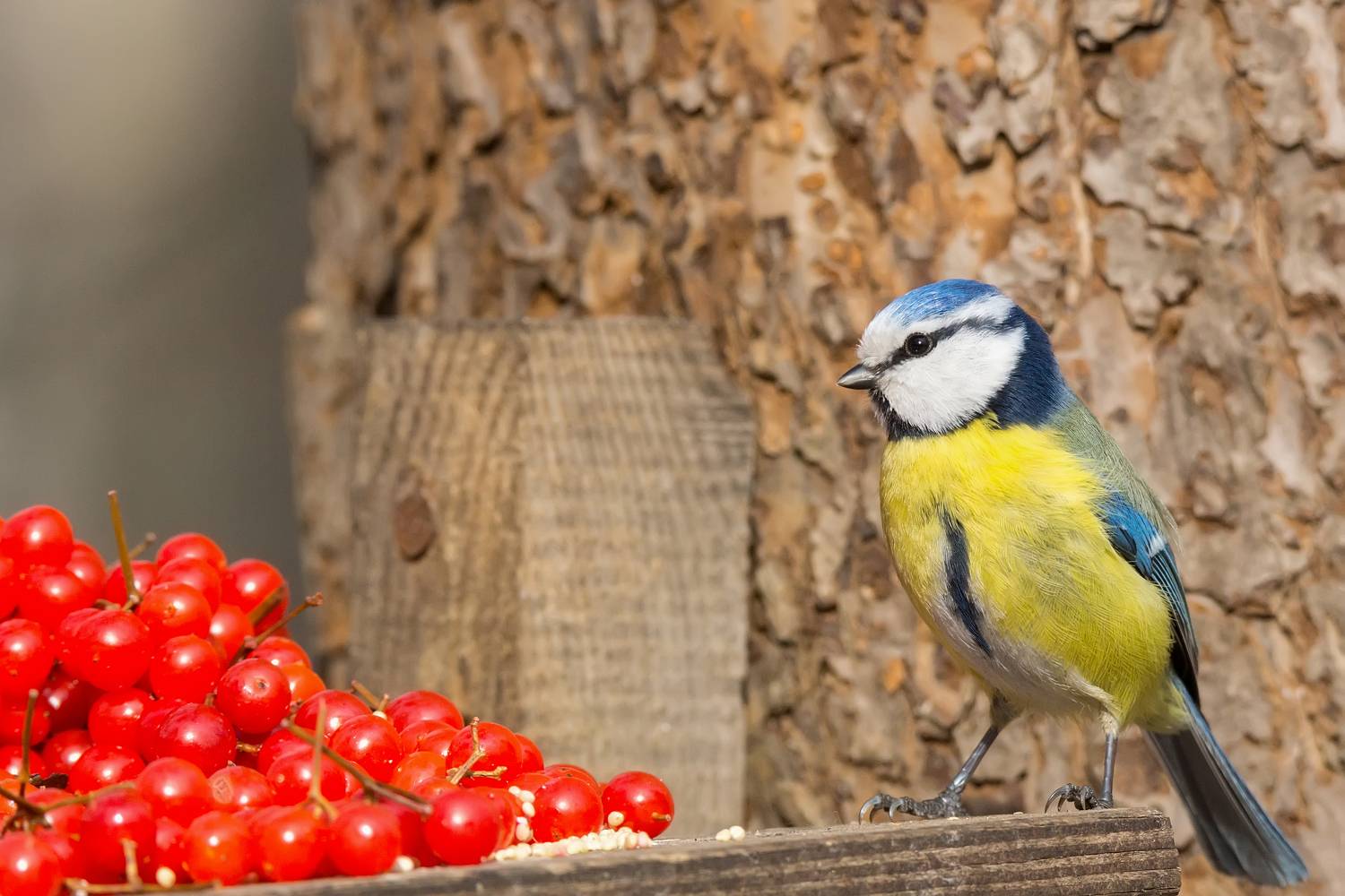 , Корнеев Алексей