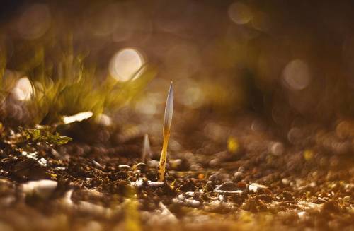 Первые октябрьские крокусы.