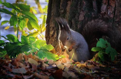 Вот он - мой орешек драгоценный!!!!