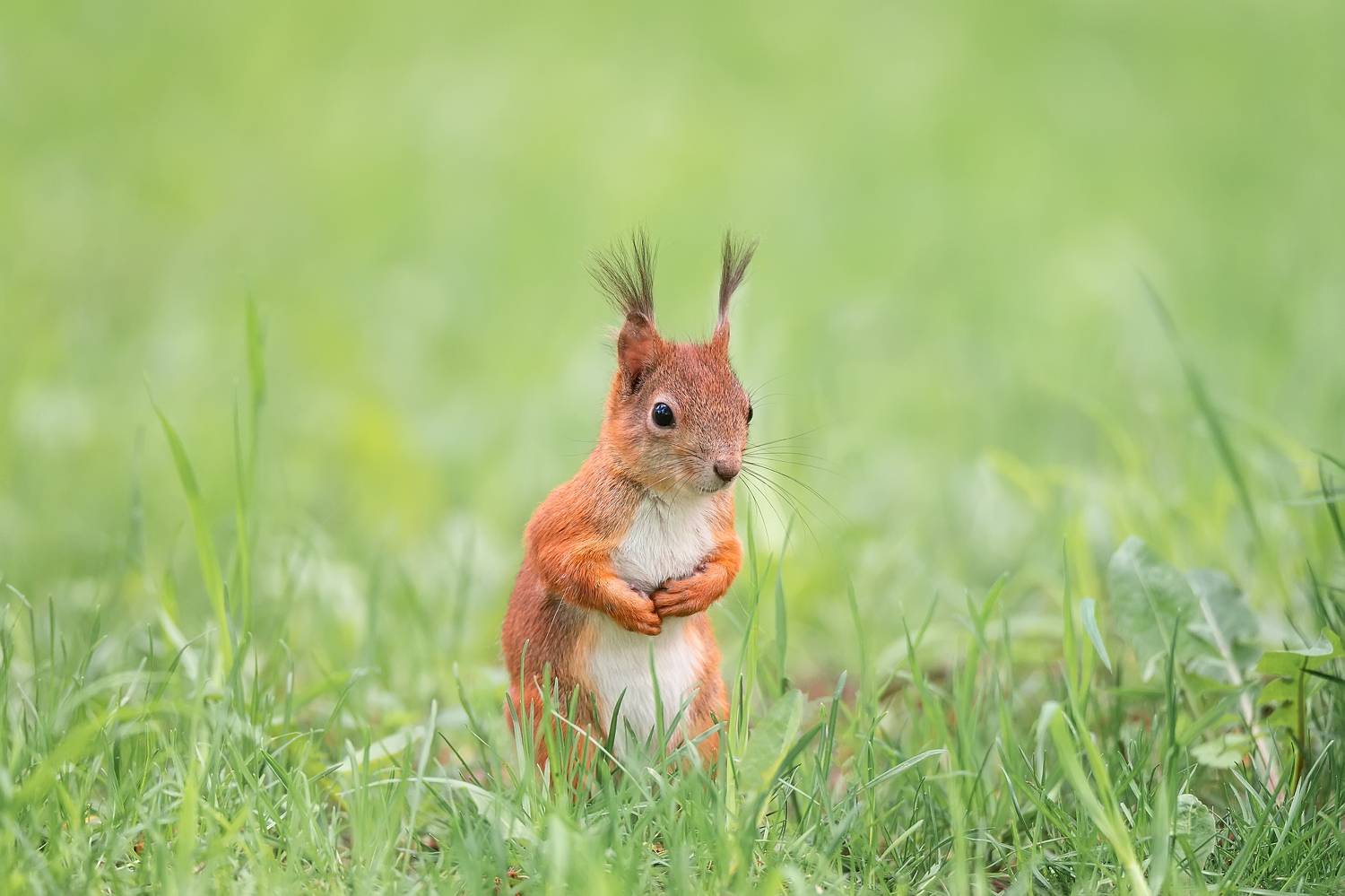 , Корнеев Алексей