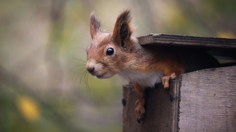 В поисках... фото превью