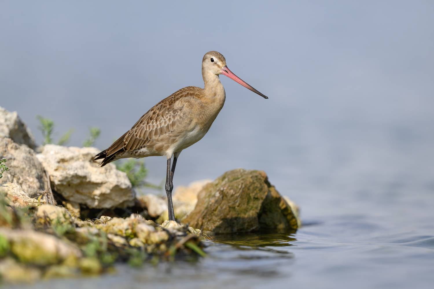 птица, фотоохота, кулик, веретенник, природа, фауна, Kulikov Vladimir