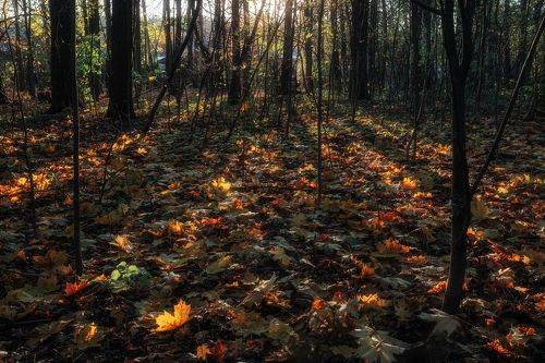 Листья янтаря