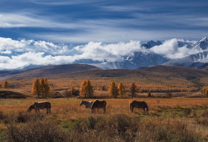 Алтай, Горный Алтай, Республика Алтай Осень в горах Алтая фото превью