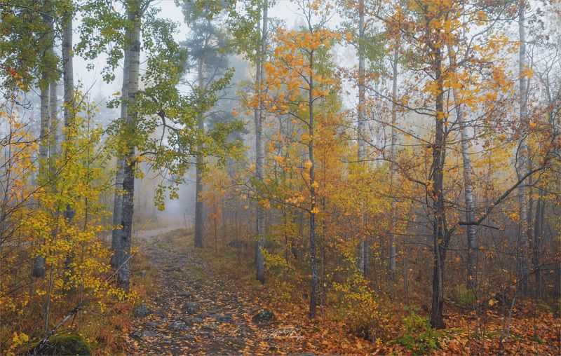 деревья листь туман дорога Осенние туманы фото превью