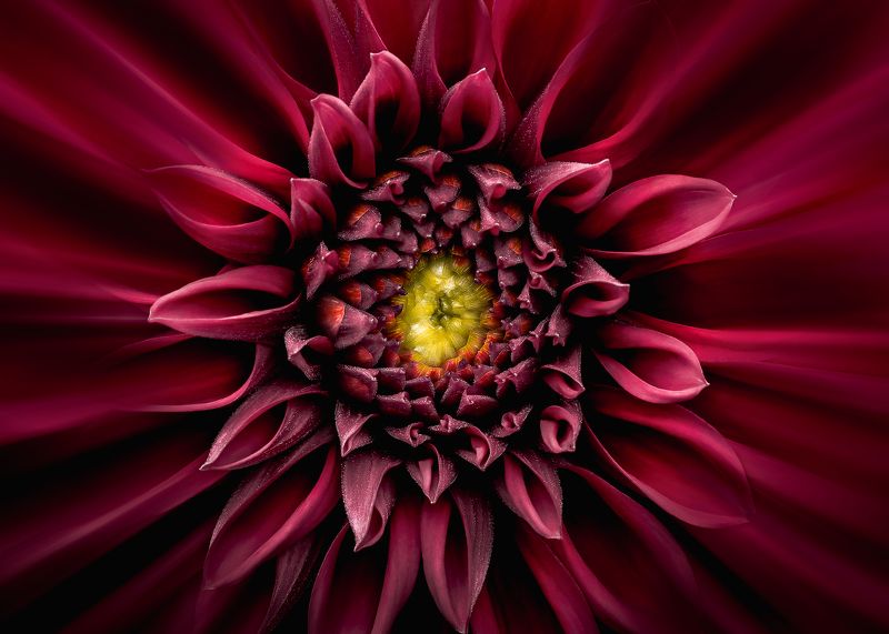 георгина, цветок, симметрия, dahlia, flower  фото превью