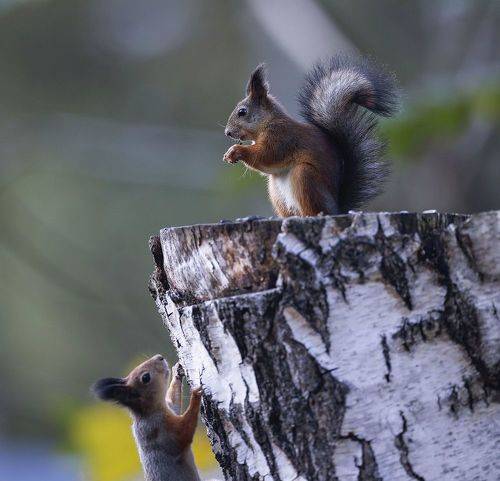 Борьба за ресурсы