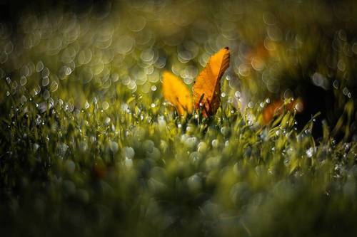 Солнечный зайчик.