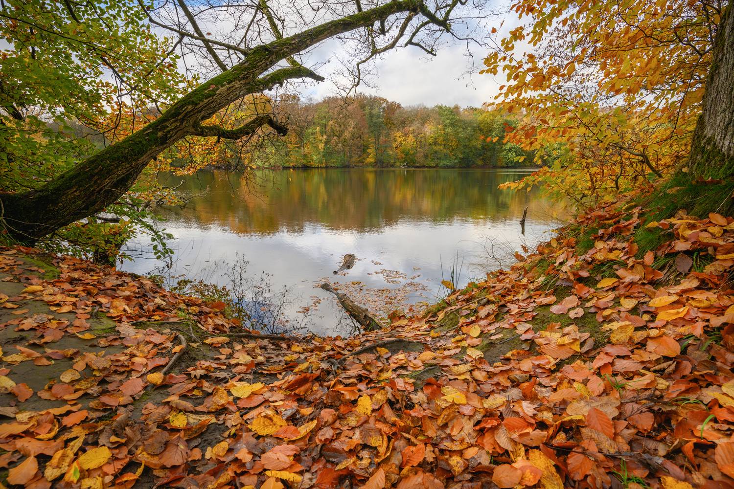 калининград, осень, озеро, лес, Popoff Dmitry