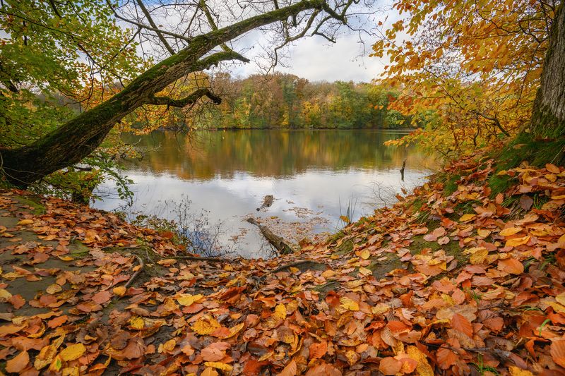 калининград, осень, озеро, лес * фото превью