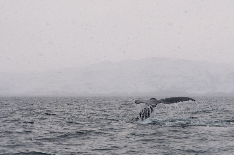 Портфолио фото превью