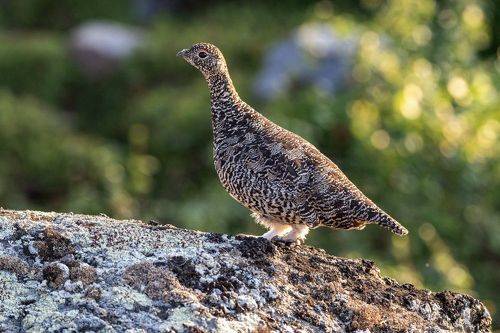 Летняя куропатка