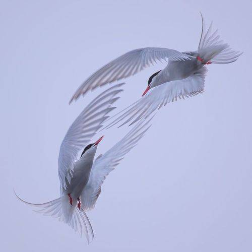 Arctic Terns / Крачки