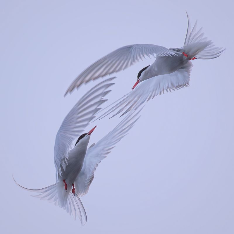Arctic Terns / Крачки фото превью